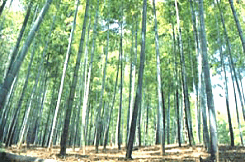 bamboo1.gif